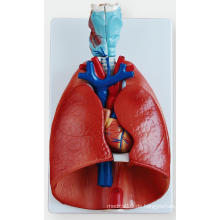 Kehlkopf, Herz und Lunge Modell